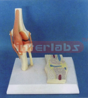 MIDDLE FUNCTIONAL KNEE JOINT MODELS WITH ANAT-KNEE JOINT